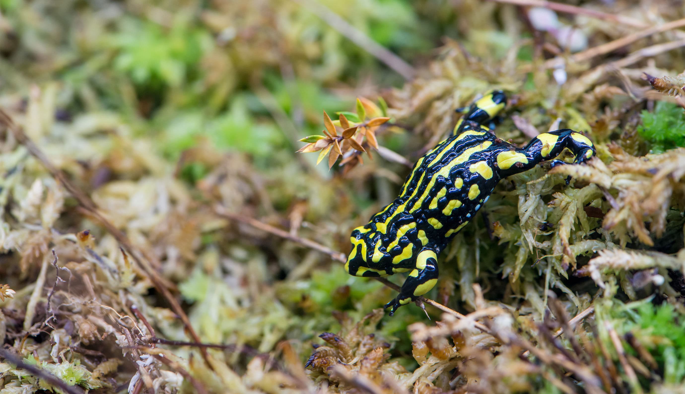 Corroboree-Frog-Kosciuszko-National-Park-Carousel